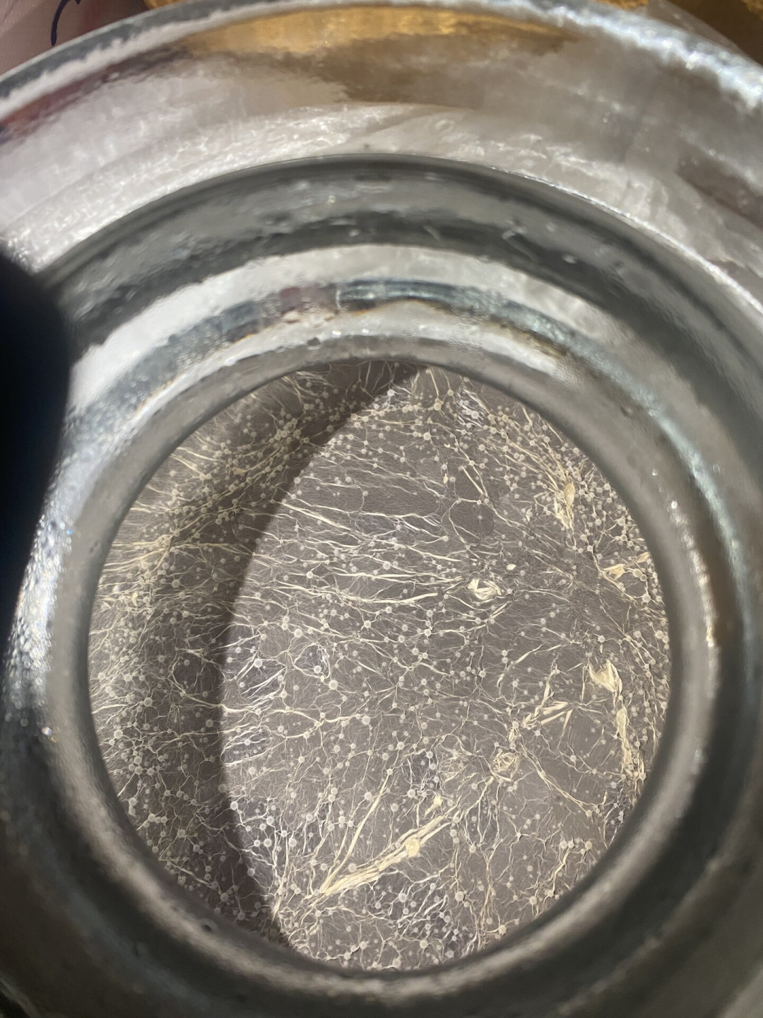 自酿果醋的坛子上长了层“白膜”，是传说中的“醋蛾子”还是发霉？