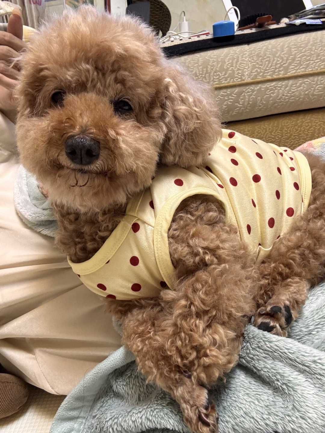 老年犬要吃低蛋白粮护肾?这个流行说法,可能正在让狗加速掉肌肉