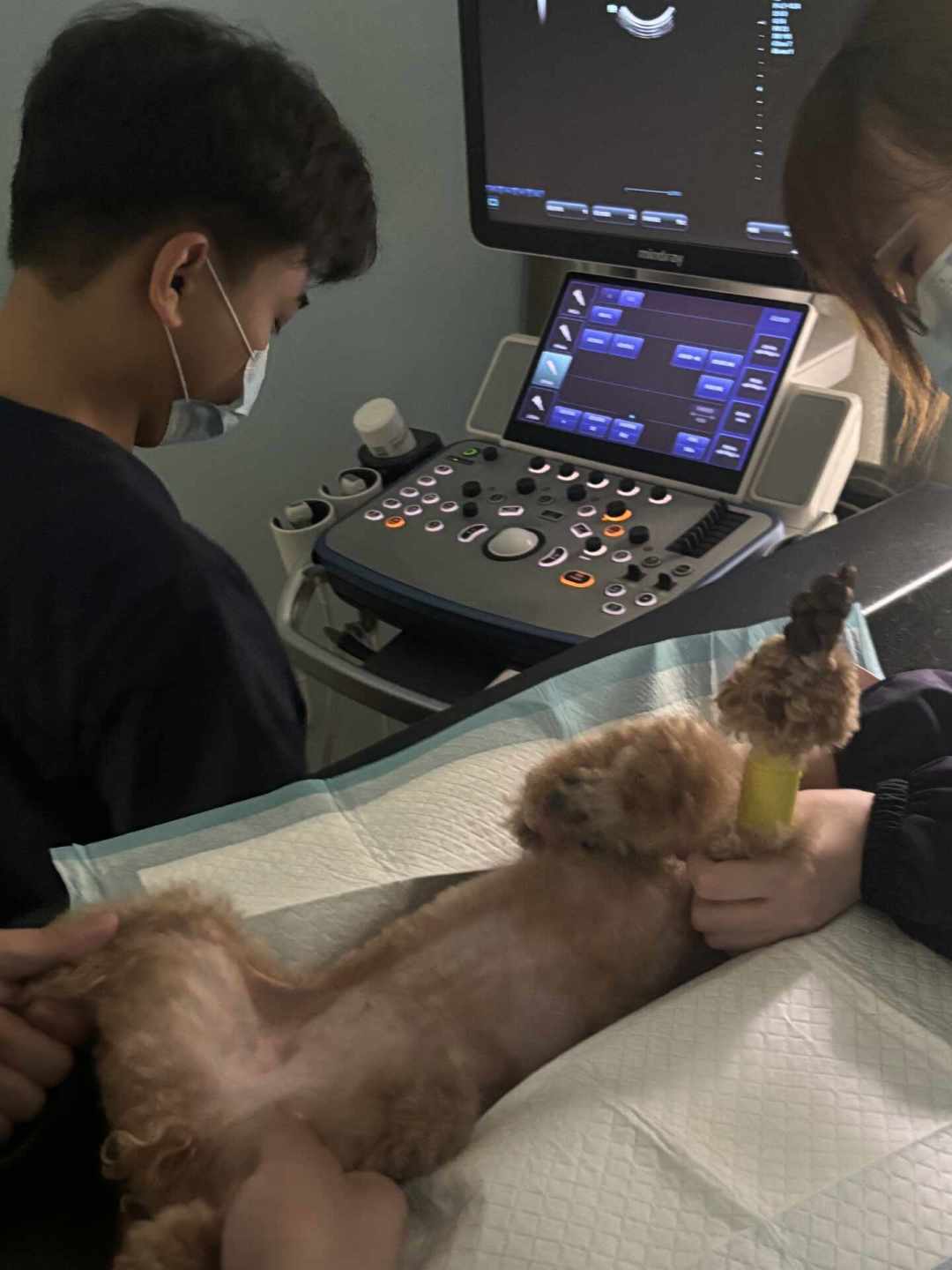 老年犬要吃低蛋白粮护肾?这个流行说法,可能正在让狗加速掉肌肉