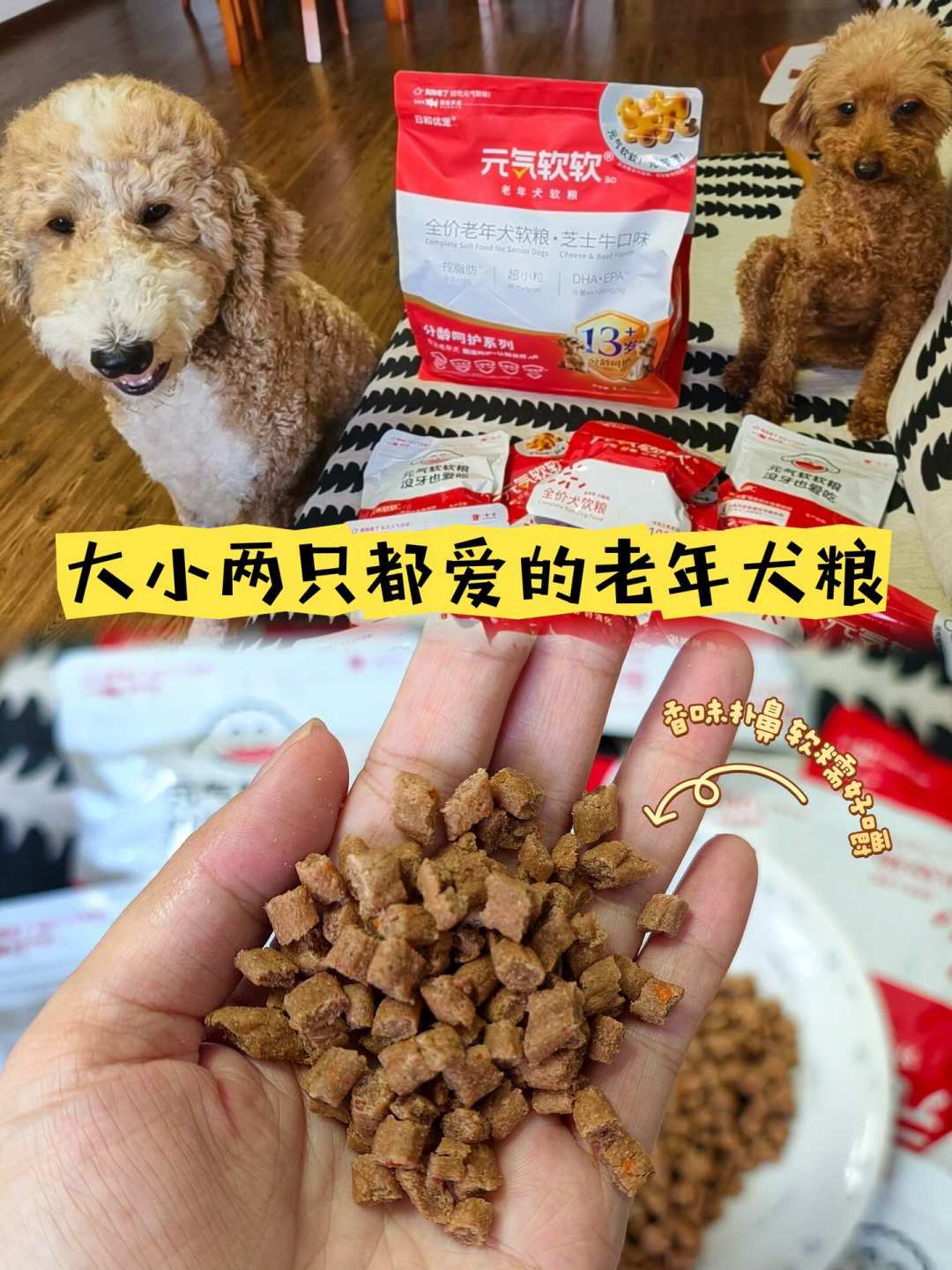 老年犬要吃低蛋白粮护肾?这个流行说法,可能正在让狗加速掉肌肉