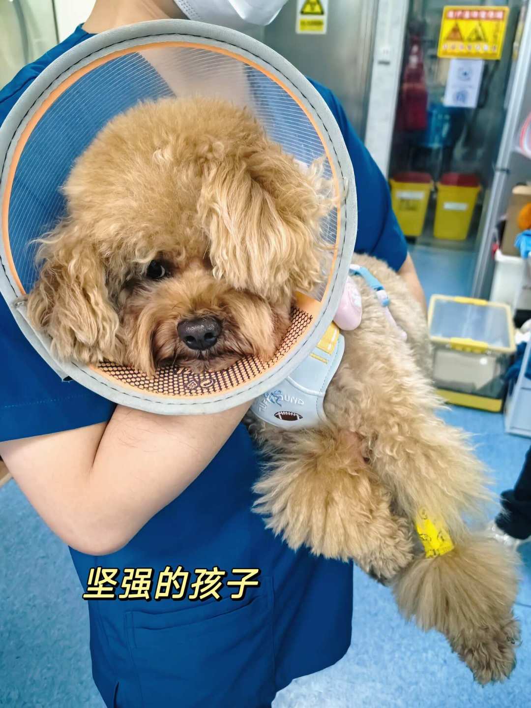 老年犬要吃低蛋白粮护肾?这个流行说法,可能正在让狗加速掉肌肉