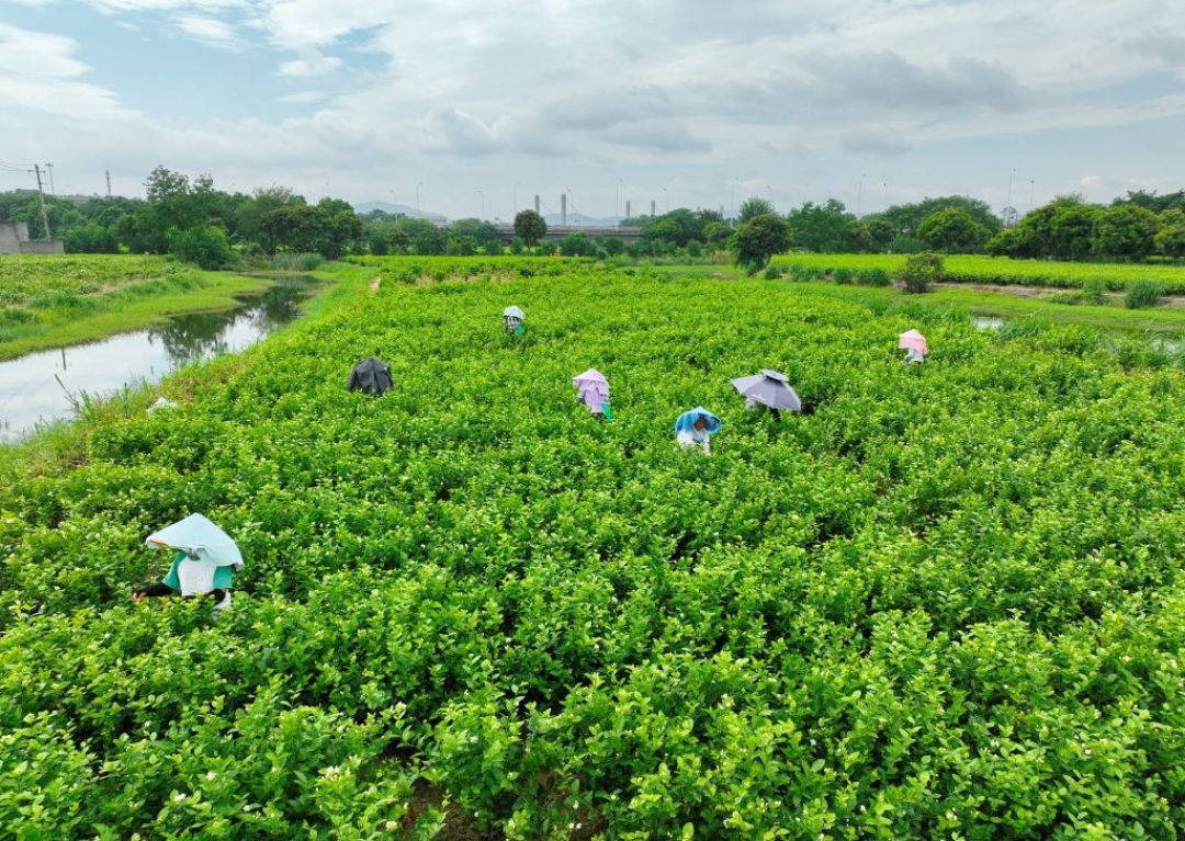 茉莉花茶正处窨制季，
