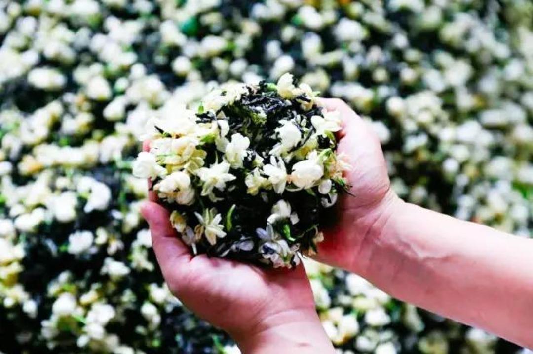 茉莉花茶正处窨制季，