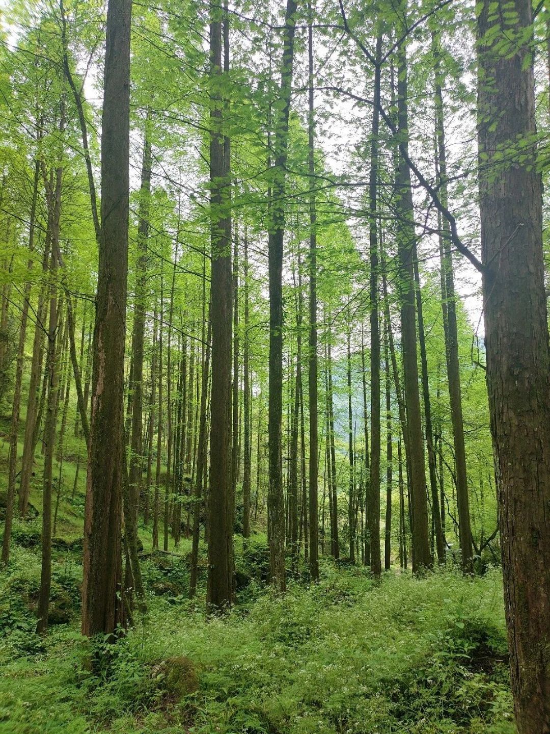 深圳有人中暑去世,也有人在14℃失温:这个周末想进山,先把这3件事想清楚