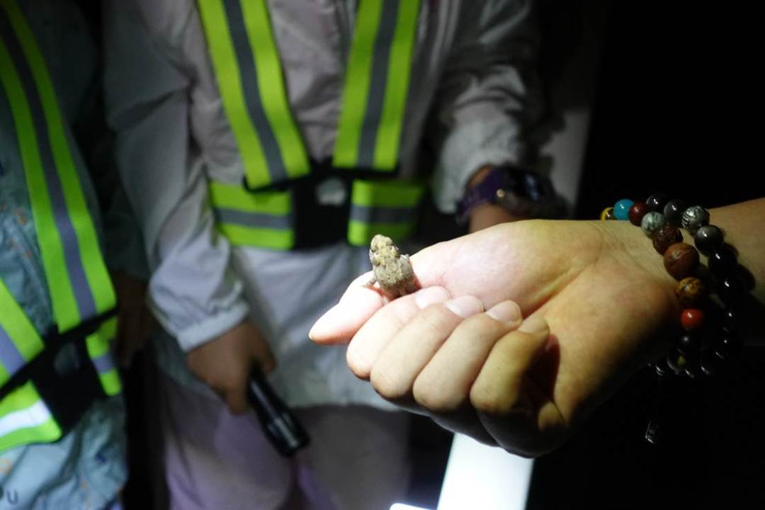 两千亿研学市场迎来整治：孩子的自然教育，哪些钱值得花，哪些不用花
