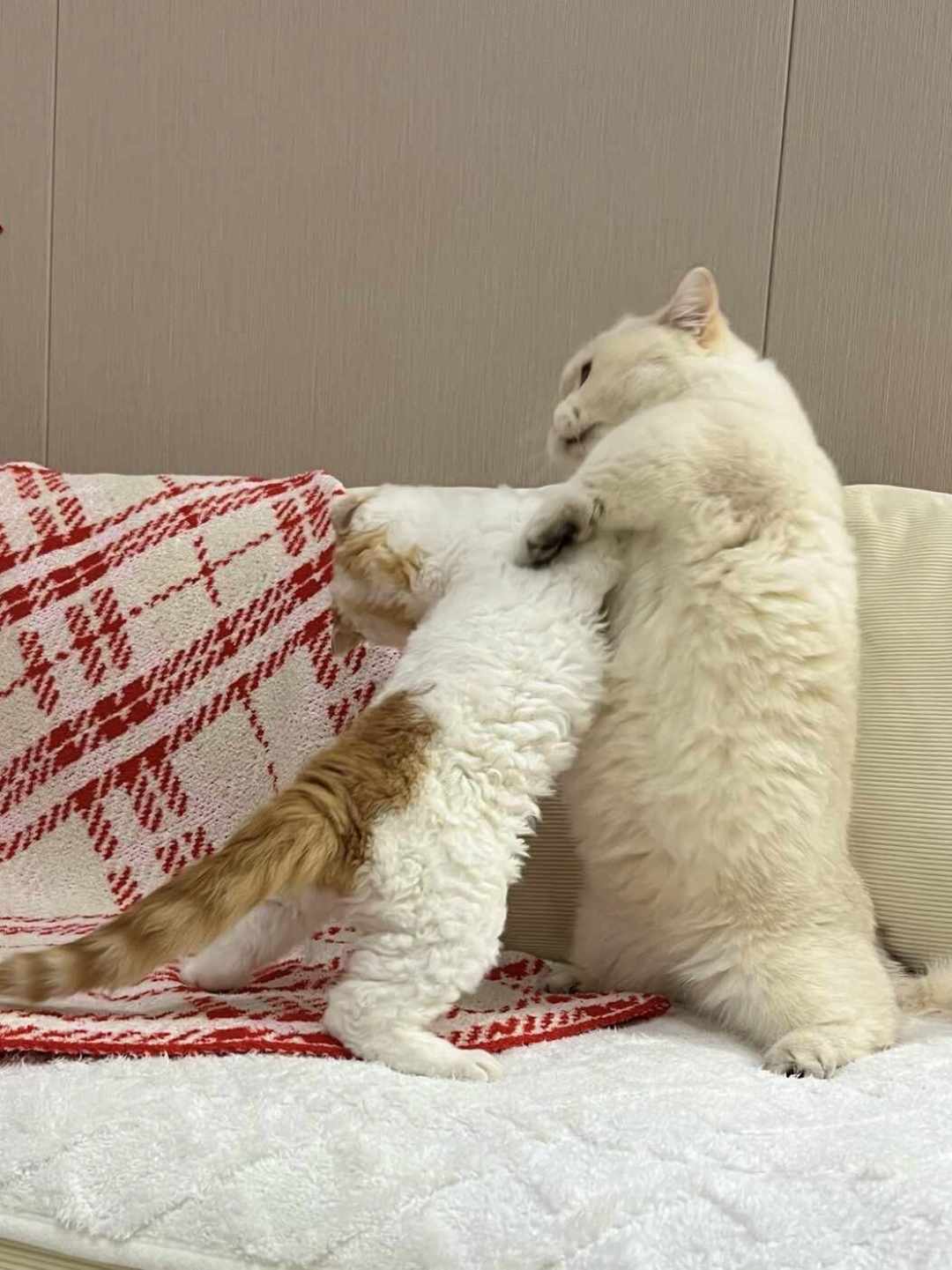 接了二胎猫,原住民抑郁绝食:翻了上百条帖子后发现,成败根本不在隔不隔离