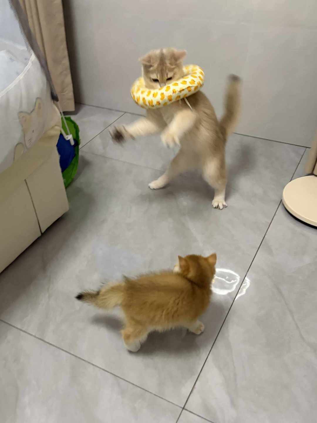 接了二胎猫,原住民抑郁绝食:翻了上百条帖子后发现,成败根本不在隔不隔离