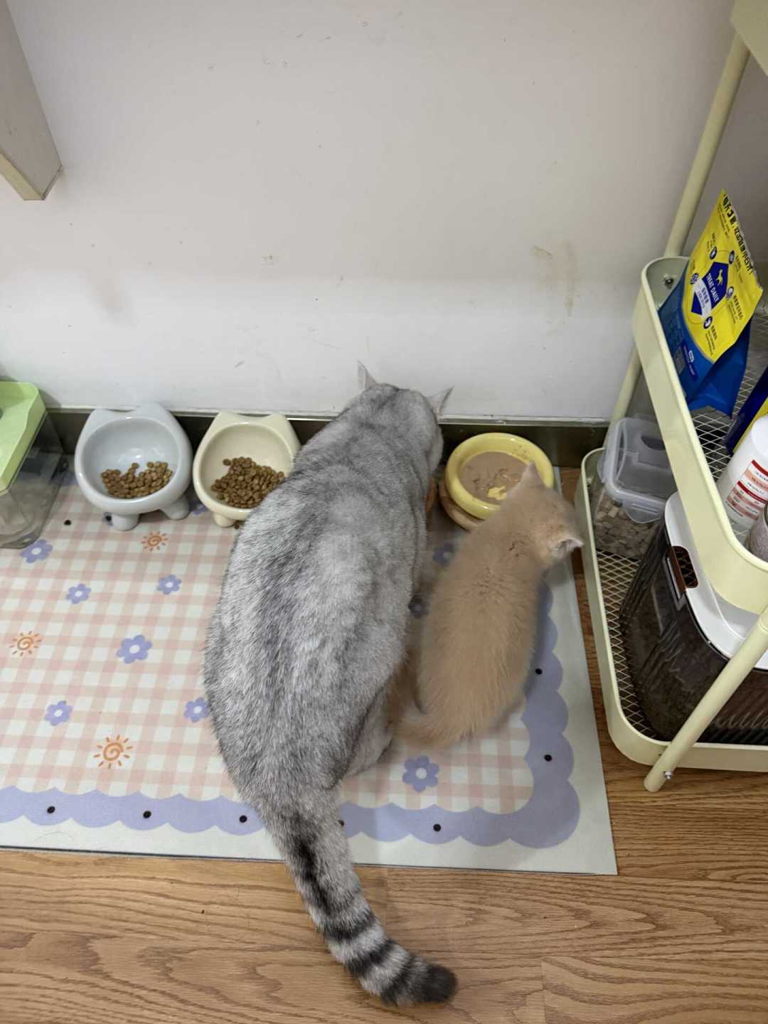 接了二胎猫,原住民抑郁绝食:翻了上百条帖子后发现,成败根本不在隔不隔离