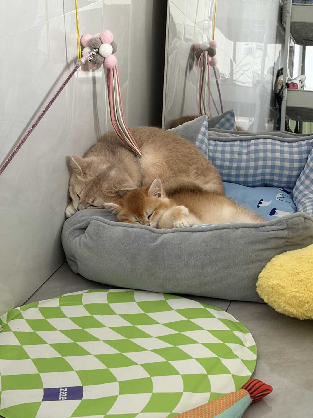 接了二胎猫,原住民抑郁绝食:翻了上百条帖子后发现,成败根本不在隔不隔离