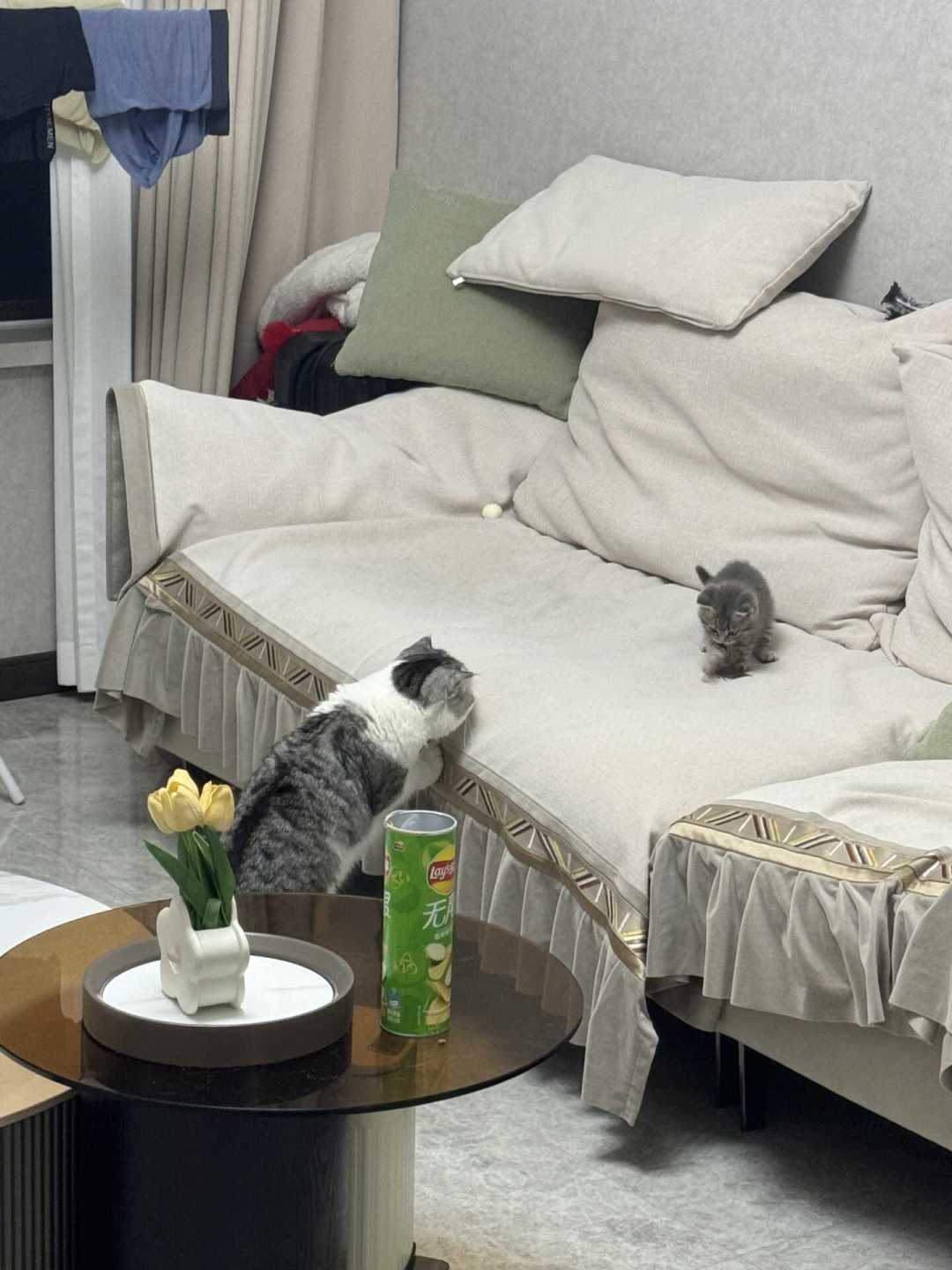 接了二胎猫,原住民抑郁绝食:翻了上百条帖子后发现,成败根本不在隔不隔离
