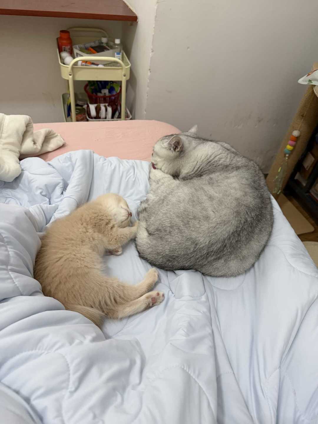 接了二胎猫,原住民抑郁绝食:翻了上百条帖子后发现,成败根本不在隔不隔离