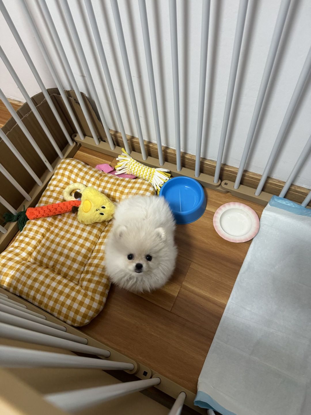 小型犬夏天不吃饭，别急着