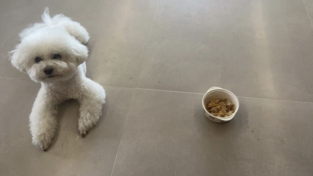 小型犬夏天不吃饭，别急着