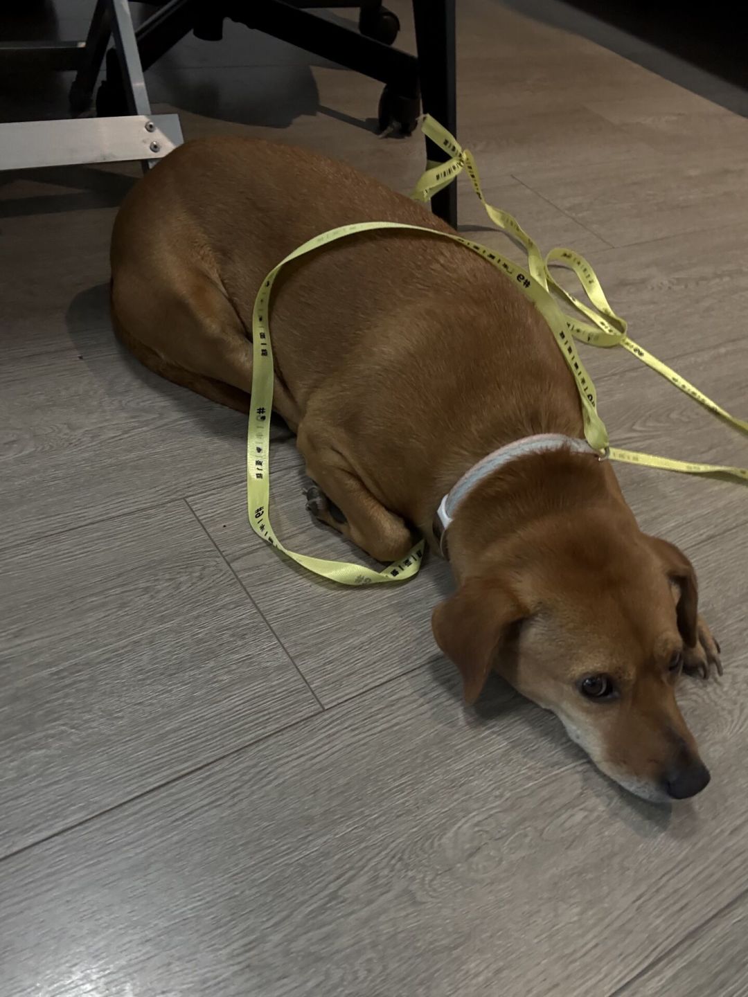 小型犬夏天不吃饭，别急着