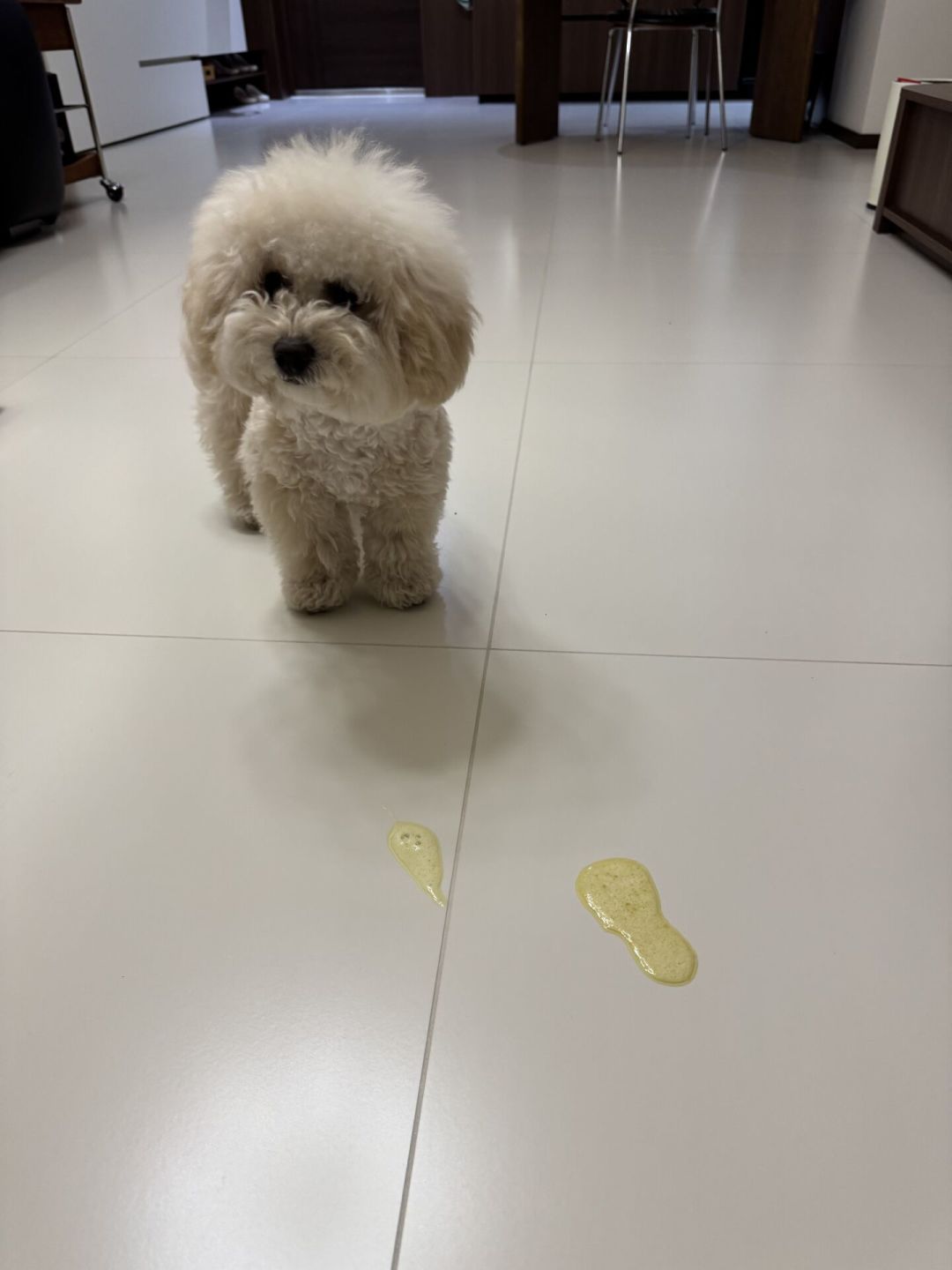 小型犬夏天不吃饭，别急着
