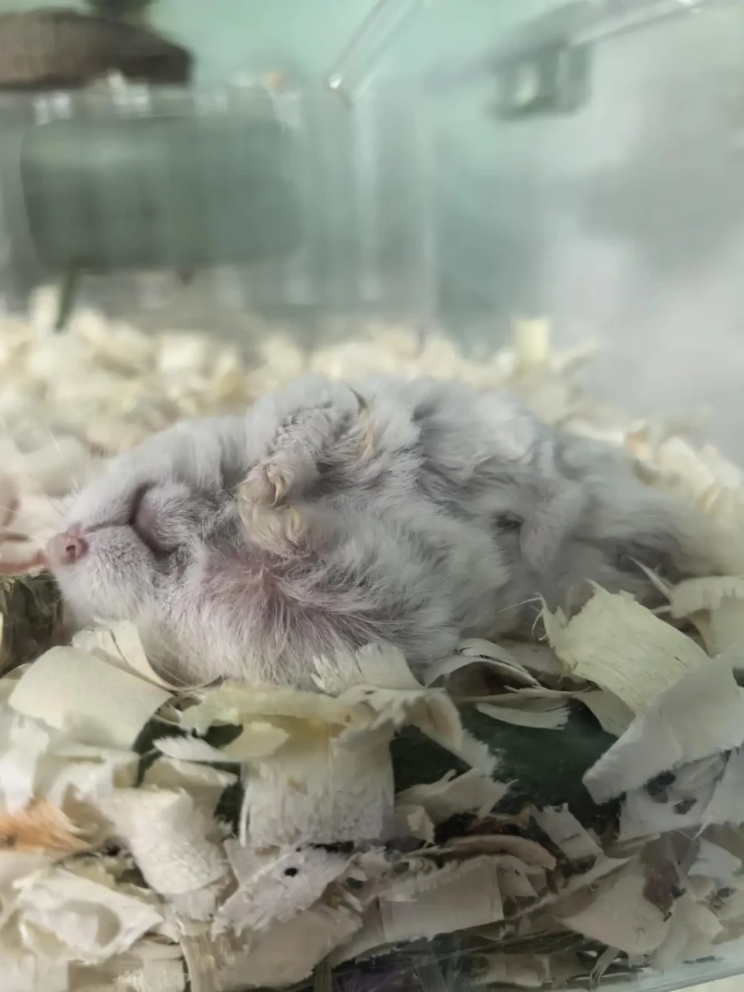 仓鼠摊成饼不是卖萌,是太热了:三档温度红线和三档度夏降温方案