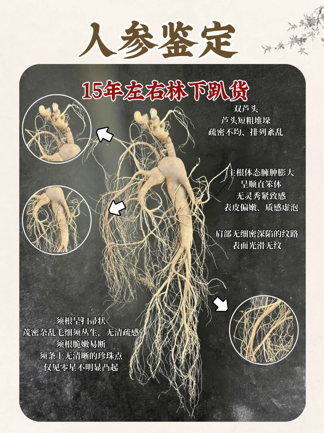 鲜人参上市：四种参价差500倍，看懂这篇再下手