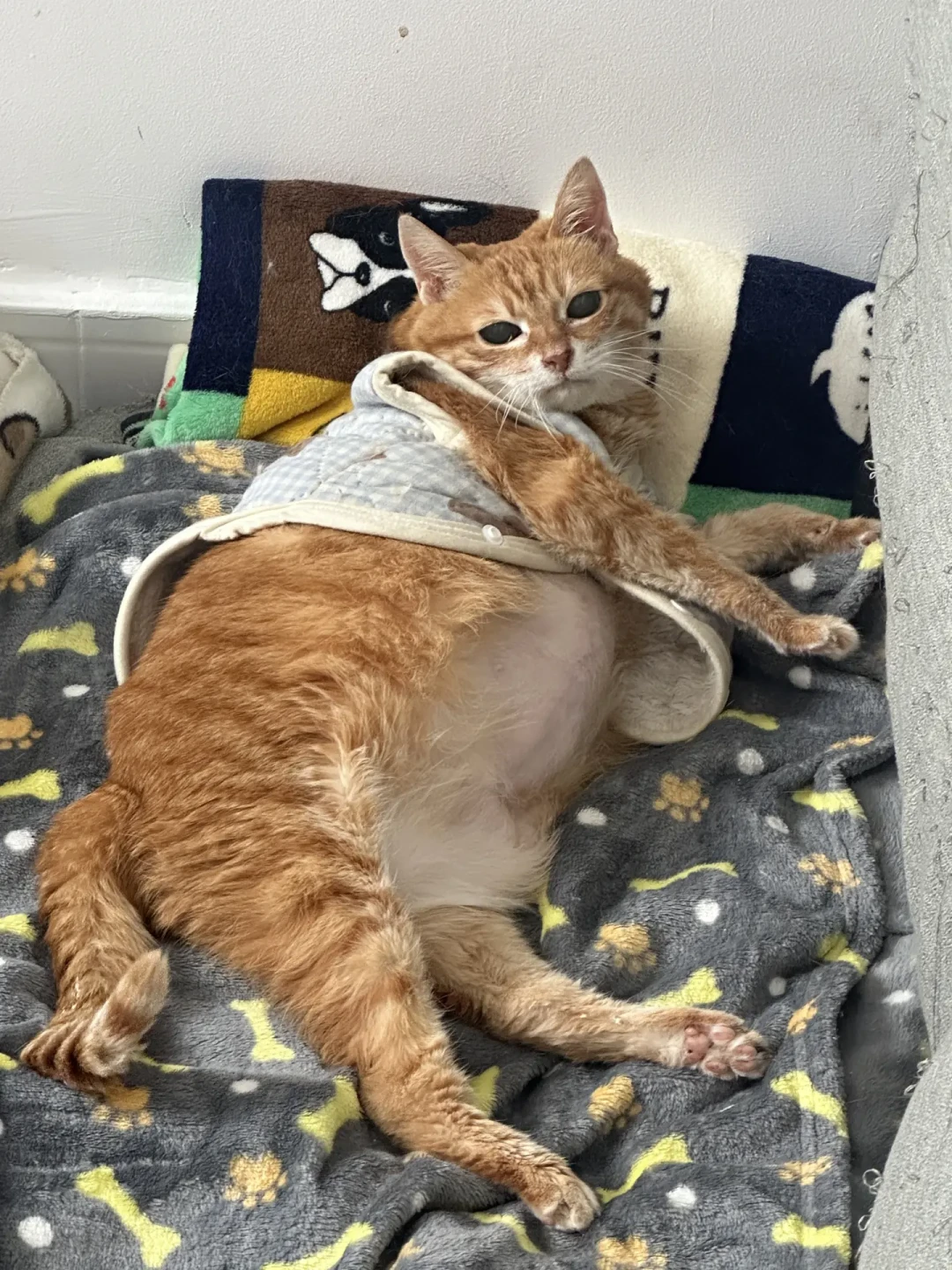 猫过7岁别急着买“老年粮”:没有统一标准,选没选对看这三点