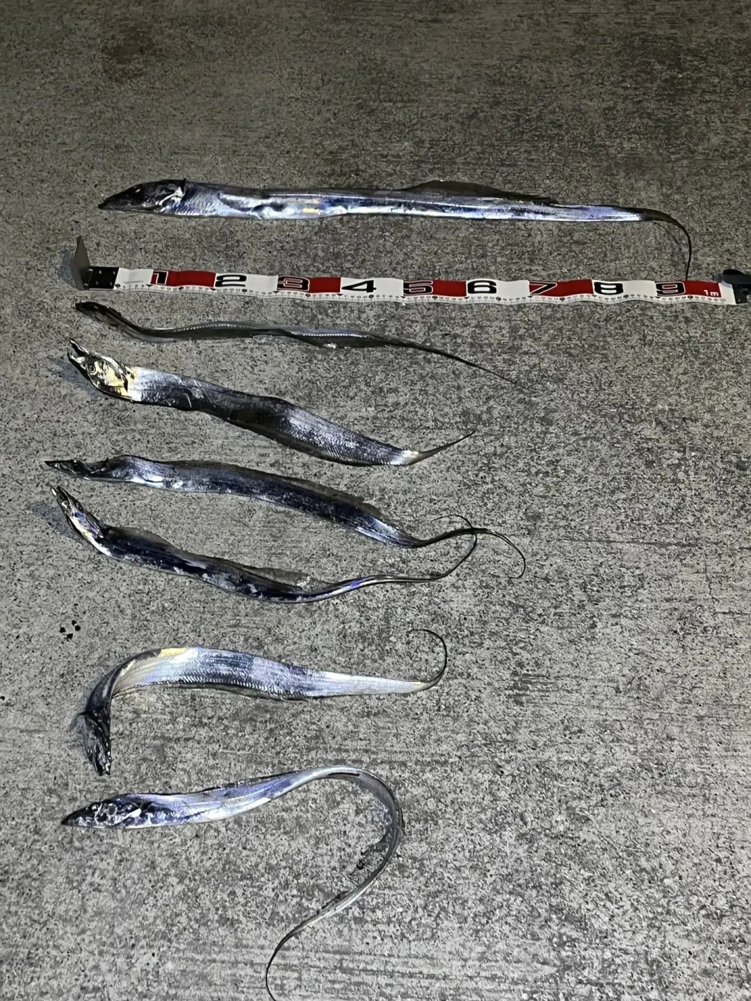台风过了,开海了,带鱼靠岸了:8月下旬岸钓窗口,岸钓佬该钓什么?