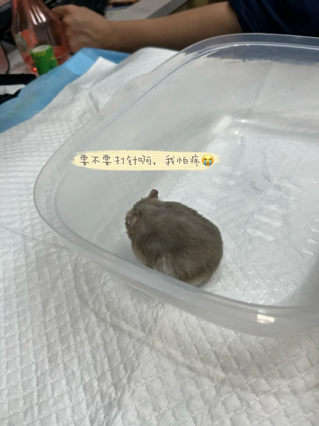 仓鼠湿尾，先别急着断水、掏诺氟沙星：这个夏天几十条求助帖，我帮你捋成一张急救决策表