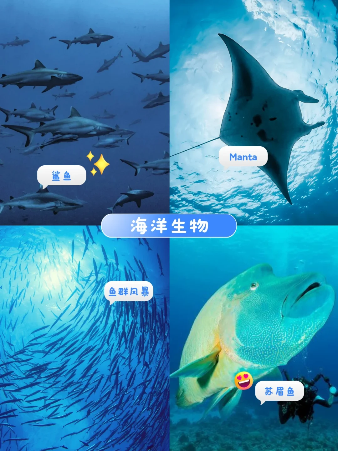 蝠鲼季正当时,马代潜水跌到6千档:但