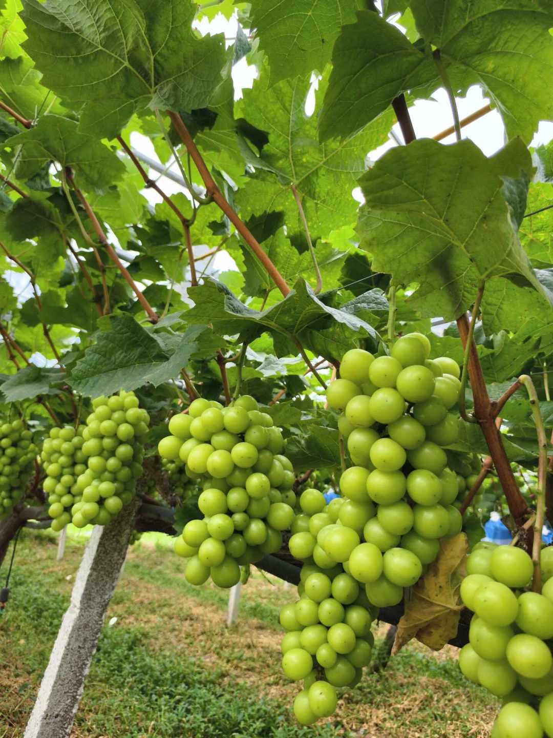冬枣、阳光玫瑰、无花果、西梅全上市了:我把初秋四大水果的糖和热量账算了一遍,有的