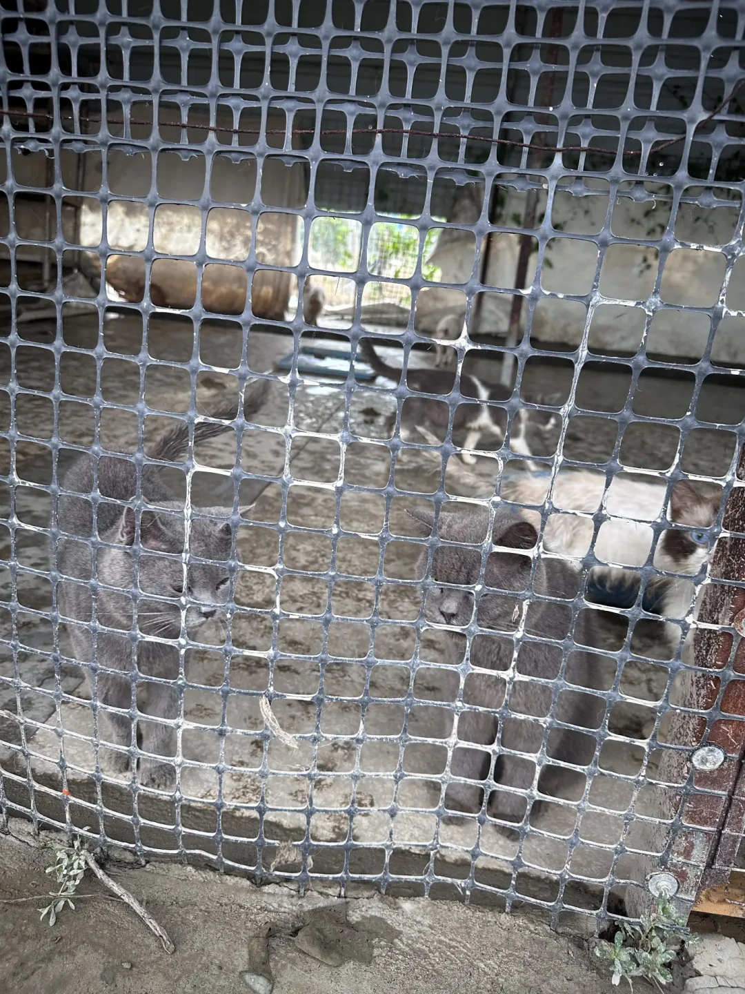 1000多只救助犬泡在水里、口粮泡毁,只剩两个人硬撑:台风过后,基地最缺的4样东西和3样别捐的东西