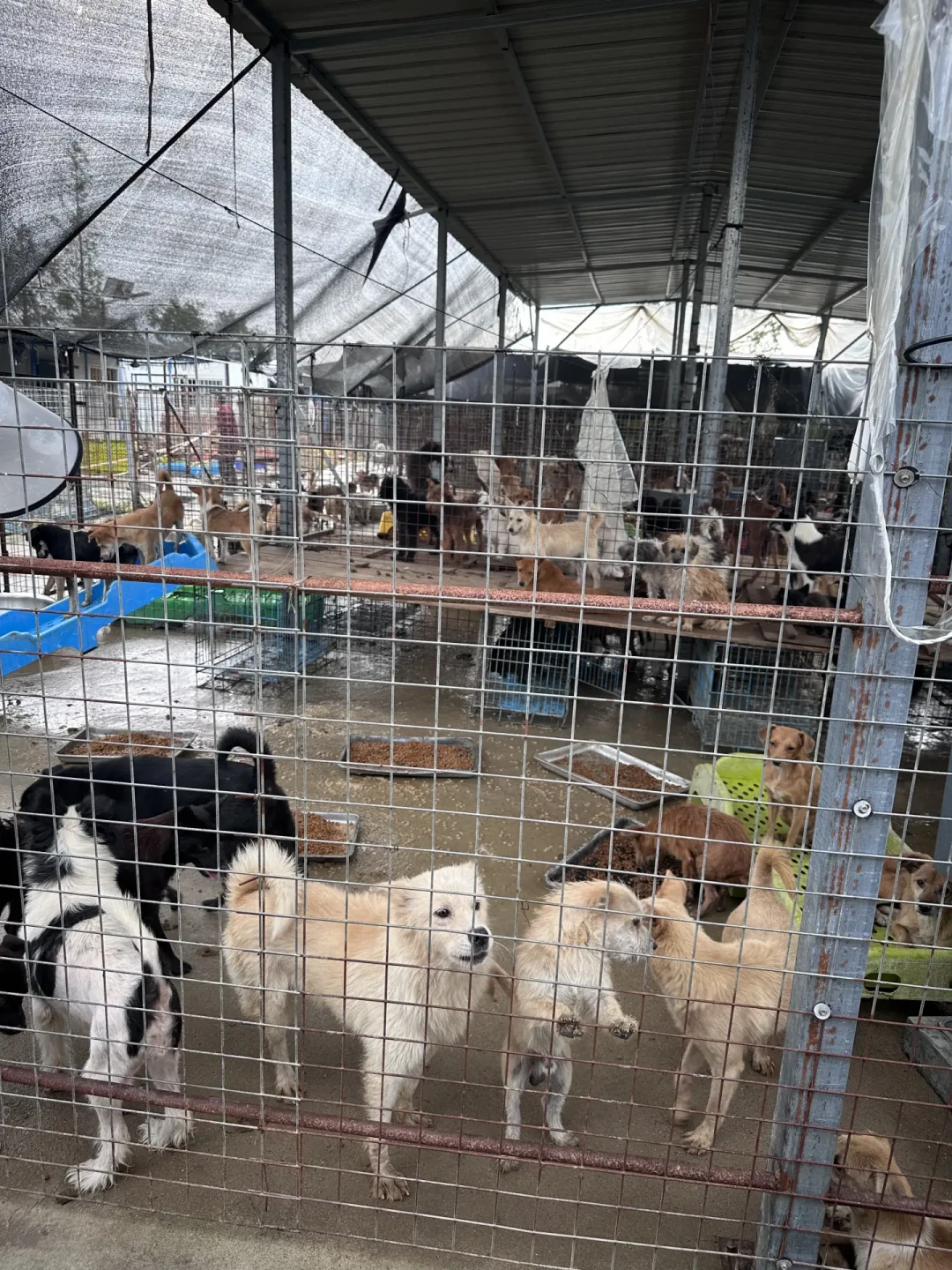 1000多只救助犬泡在水里、口粮泡毁,只剩两个人硬撑:台风过后,基地最缺的4样东西和3样别捐的东西
