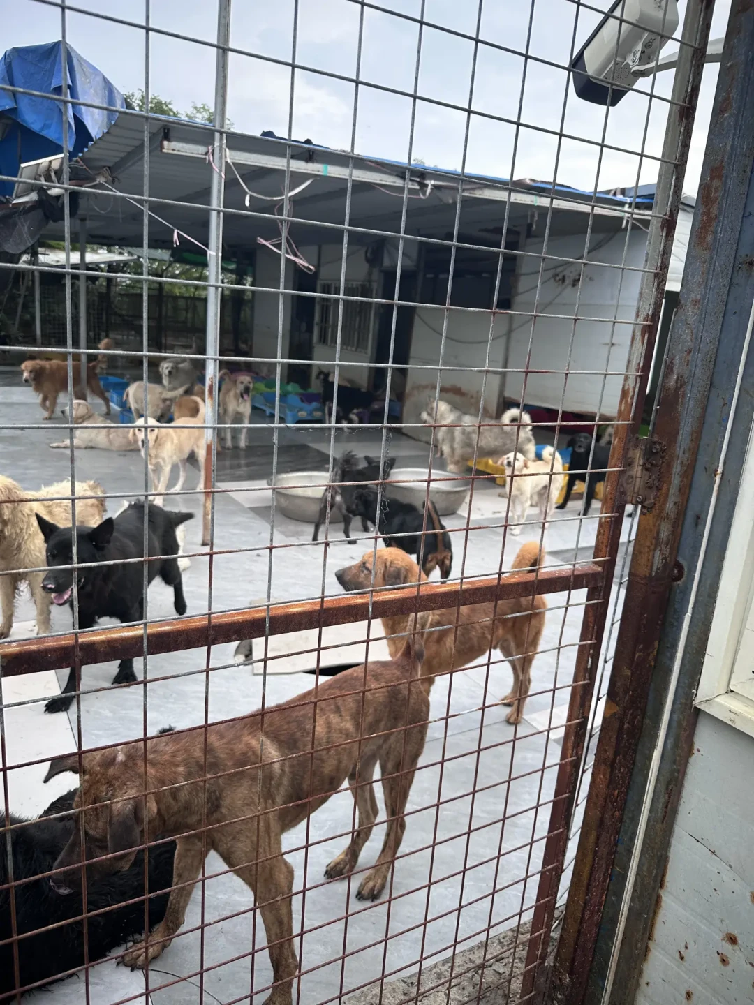 1000多只救助犬泡在水里、口粮泡毁,只剩两个人硬撑:台风过后,基地最缺的4样东西和3样别捐的东西