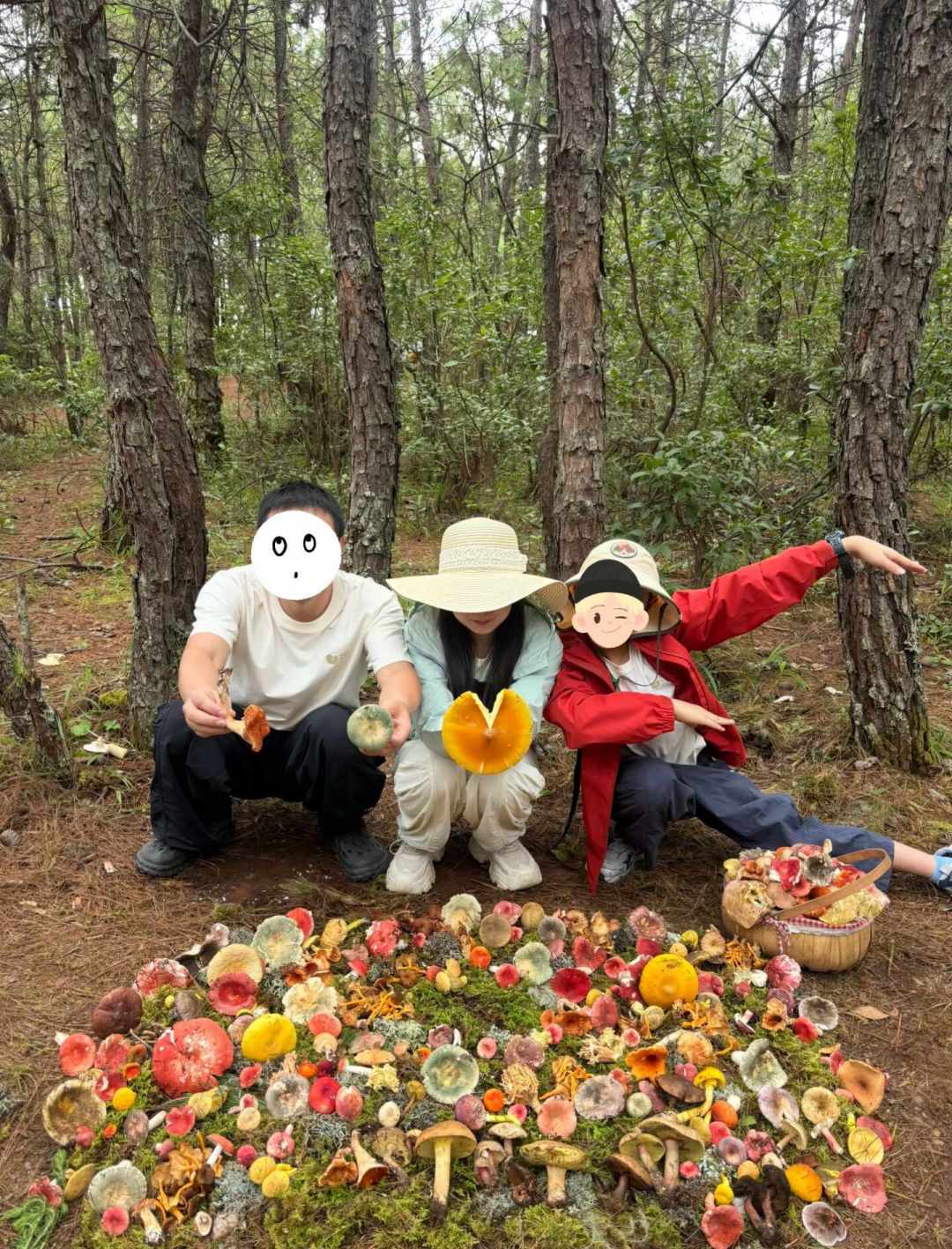 58元一人到300+元一人,还有免费的:云南“捡菌团”没有标准价,进山前对完40多篇帖子