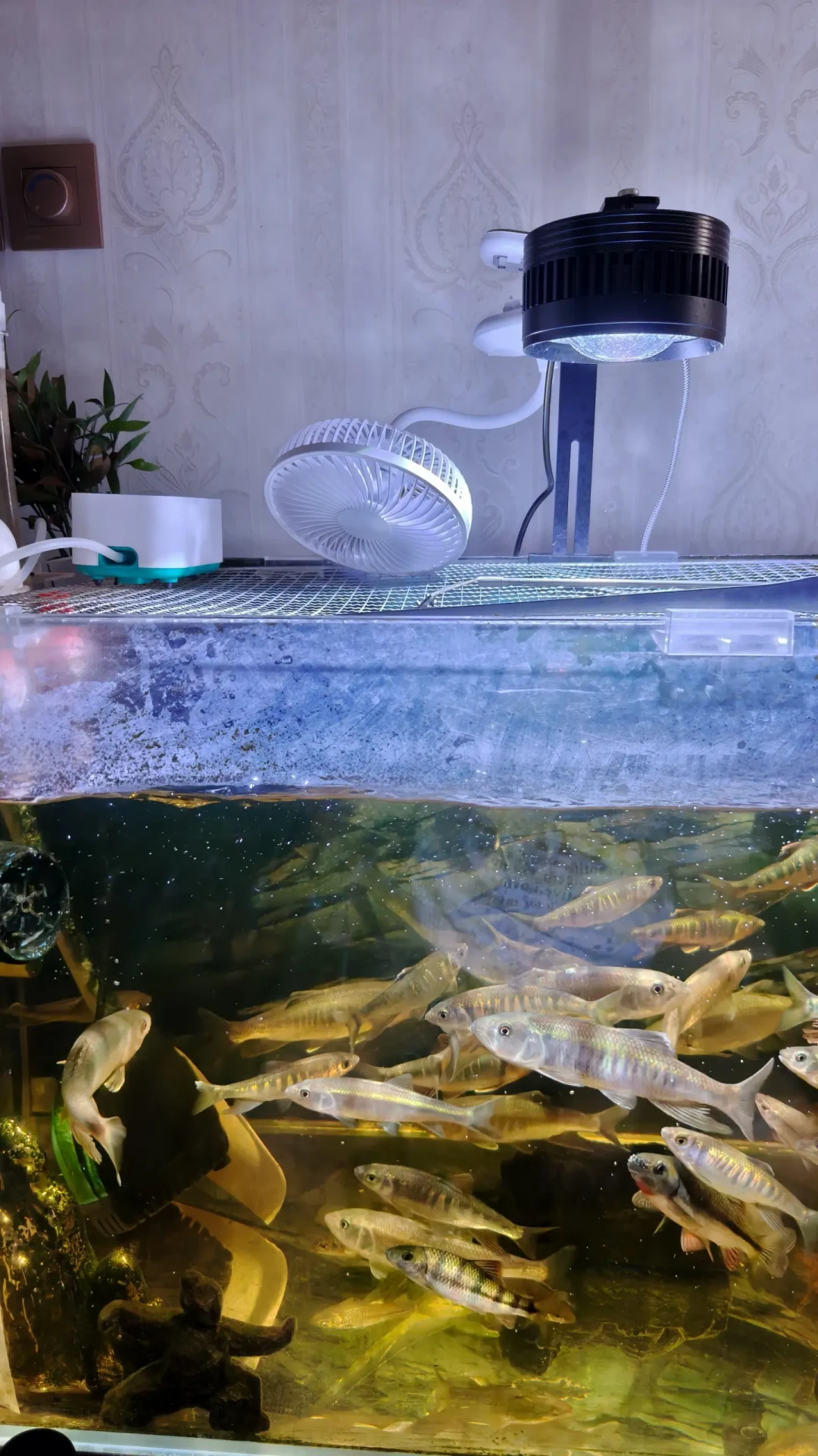 草缸渡夏渡劫:几十块的风扇、几百块的冷水机,还是躺平等秋天?先算这笔账