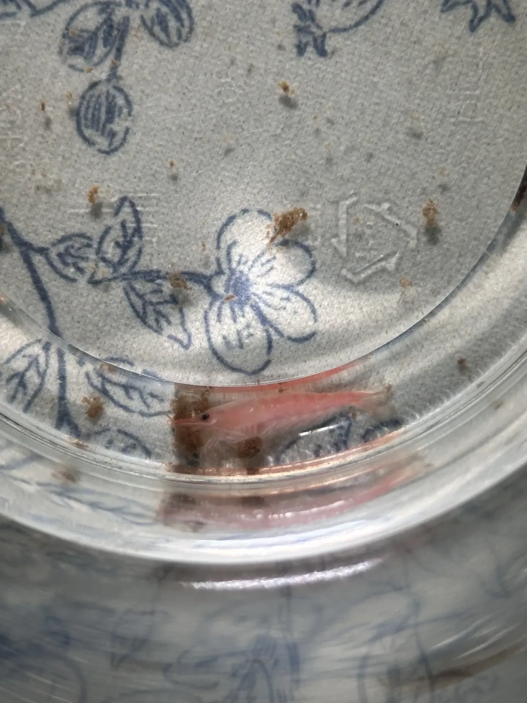 草缸渡夏渡劫:几十块的风扇、几百块的冷水机,还是躺平等秋天?先算这笔账