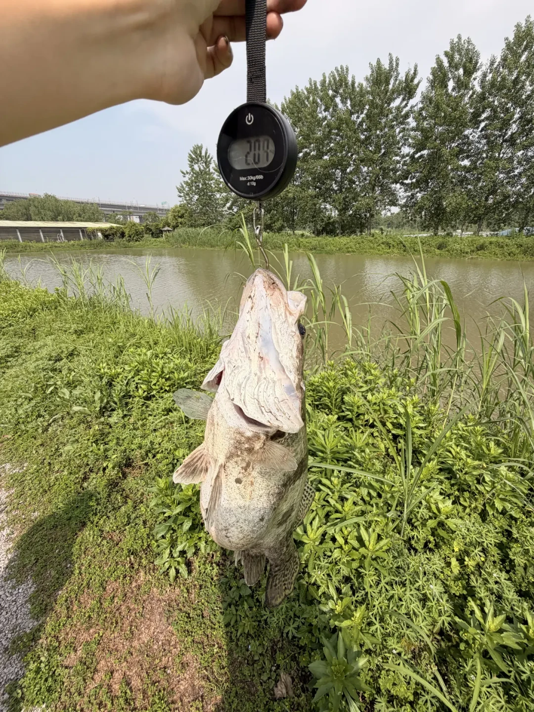 秋鳜开季了:鳜鱼为什么越来越贵?先把