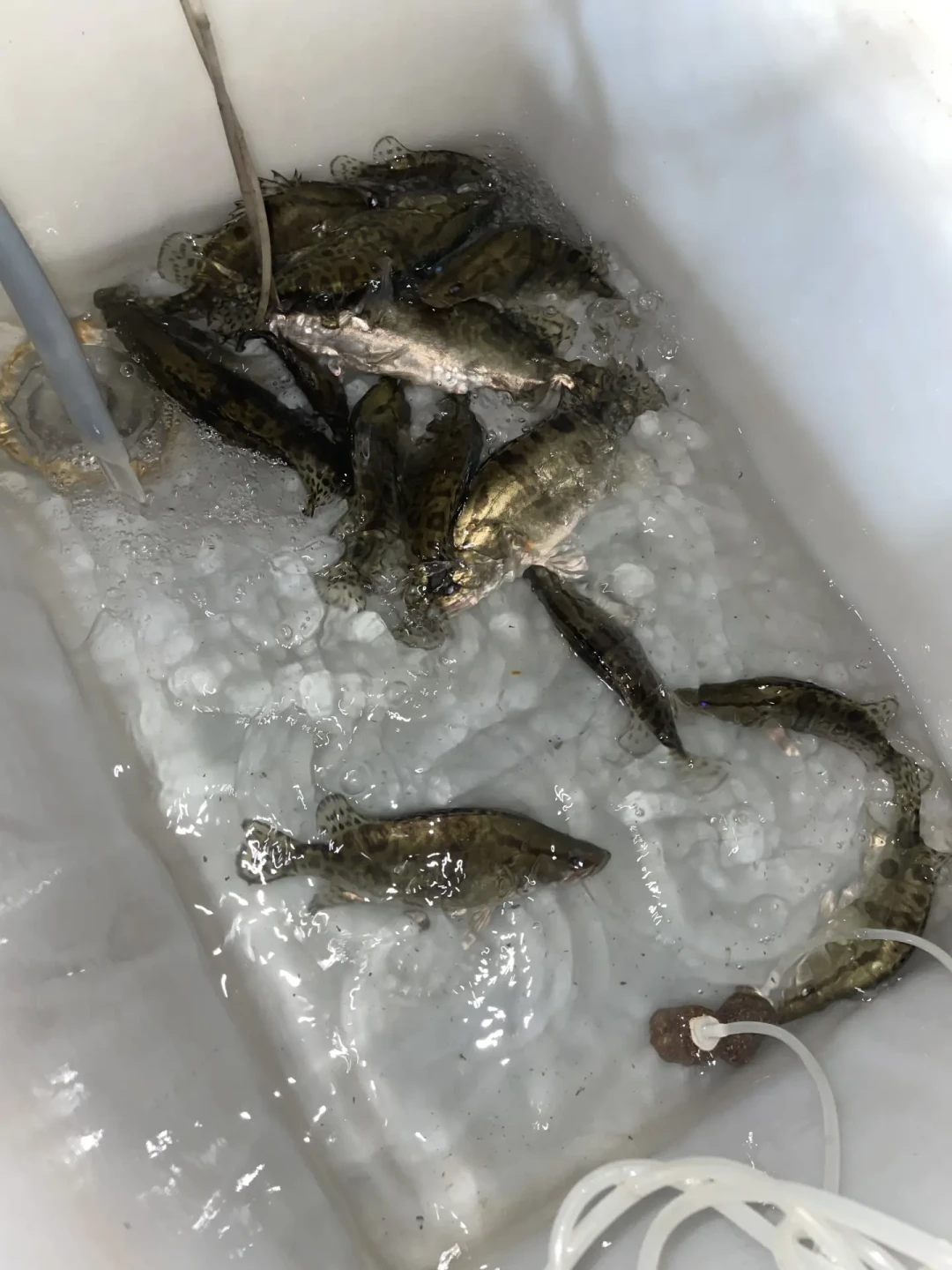 秋鳜开季了:鳜鱼为什么越来越贵?先把