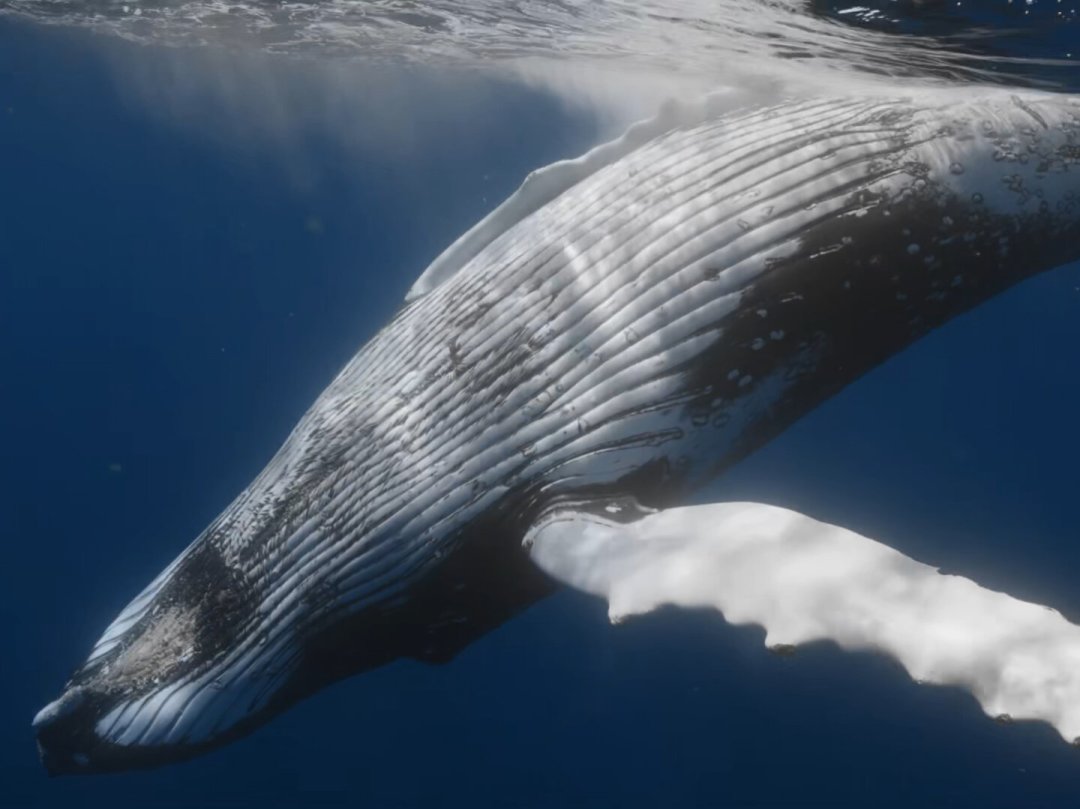 汤加今年禁止“下潜追鲸”，船家已开始退定金：座头鲸季还在继续，去不去先看这篇