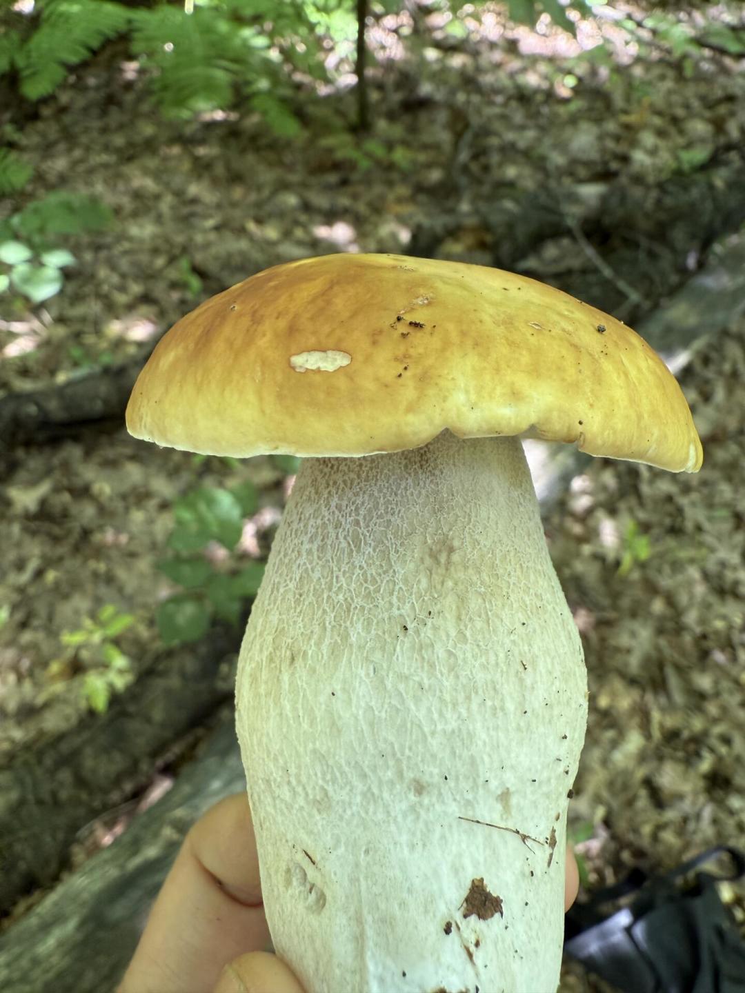 饶毅骂它“假药”,两天销售额涨了近1500万:麦角硫因值得买吗?先算算这笔账