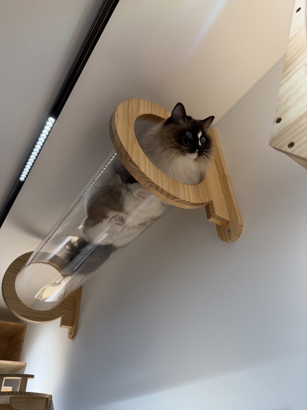 1.5万赞的帖子说猫笨,1万赞的评论翻了案:多数猫墙不是死于丑和贵,是死于“动线”
