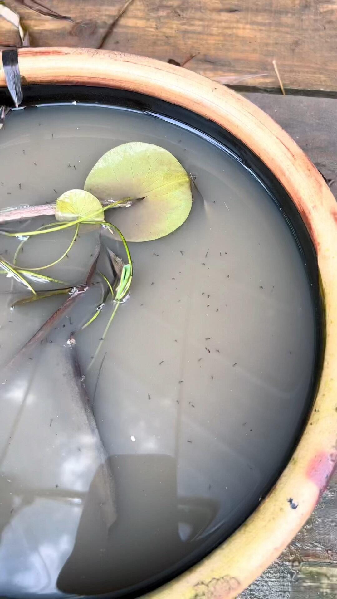 都是花蚊子传的,登革热和基孔肯雅热怎么区分?一篇讲清症状差异、危险期和就医检测