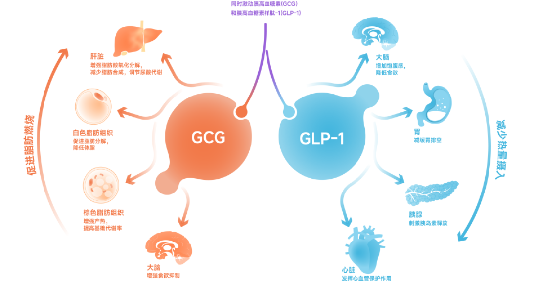 司美格鲁肽专利3月就到期,国产仿制药为何5个月零获批?一把“数据锁”把降价锁到2027年
