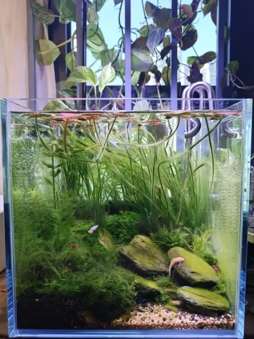 水温破30℃,你的ADA缸进入全年最危险的一个月:风扇还是冷水机,先把这笔账算清楚