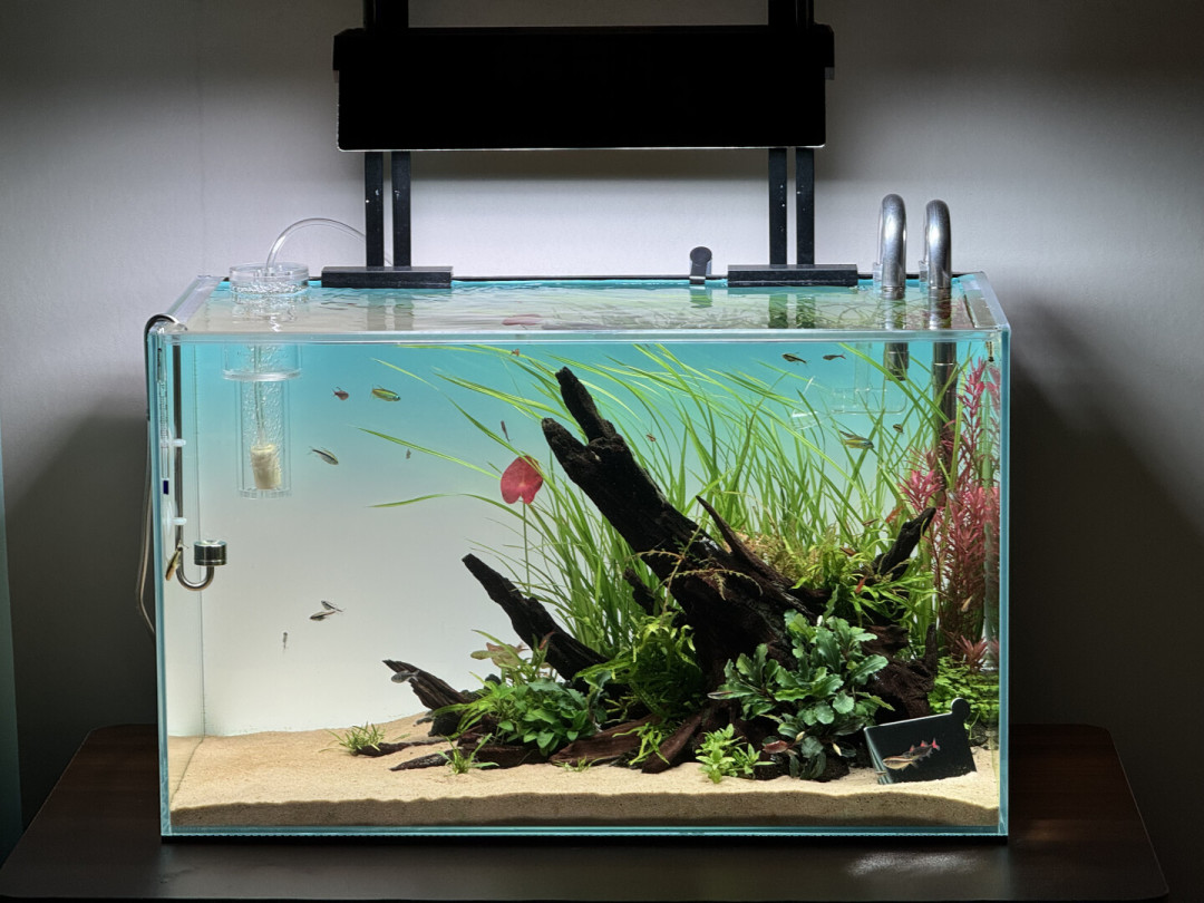 ADA新水草泥「亚马逊PRO」官宣9月25日发售:等新品还是现在入Ver.2,先看你的缸况再决定