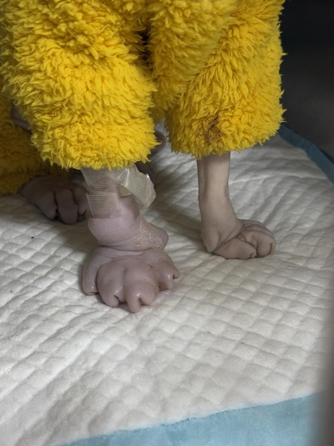 养猫月预算800元够吗?翻了全网30多份真实账单:真正让你破产的,从来不是猫粮