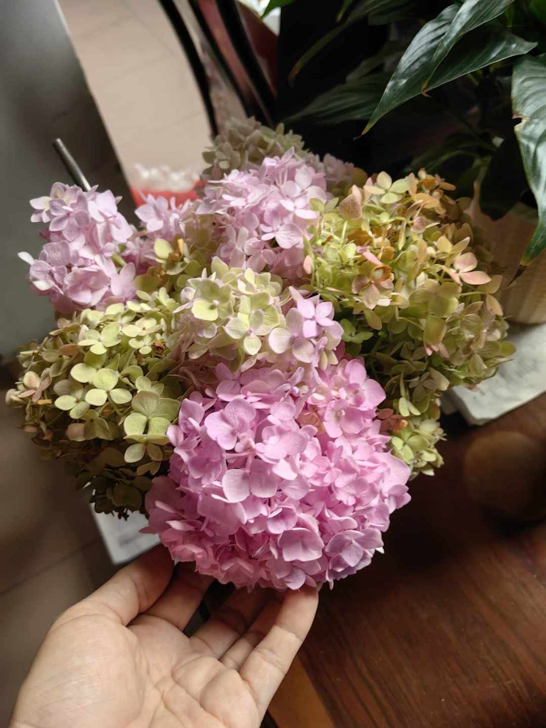绣球修剪截止期快到了：8月中旬后每剪一刀明年少一个花球，先认品种再动手，只有3种枝例外