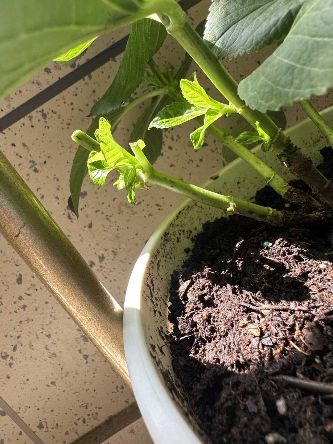 绣球修剪截止期快到了：8月中旬后每剪一刀明年少一个花球，先认品种再动手，只有3种枝例外