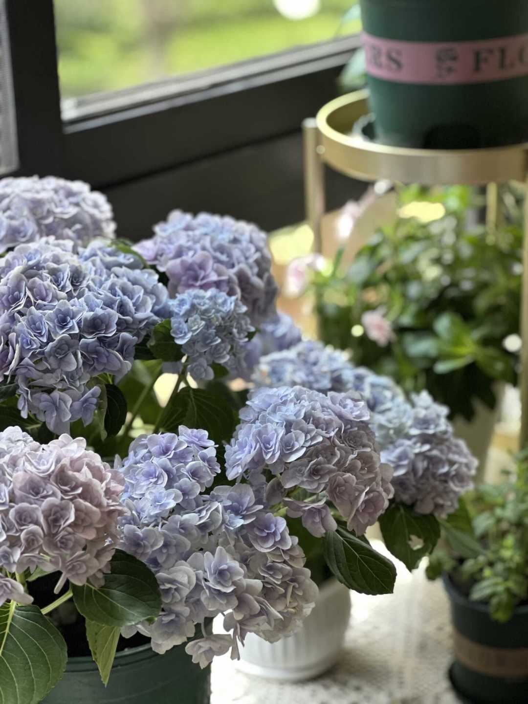 绣球修剪截止期快到了：8月中旬后每剪一刀明年少一个花球，先认品种再动手，只有3种枝例外