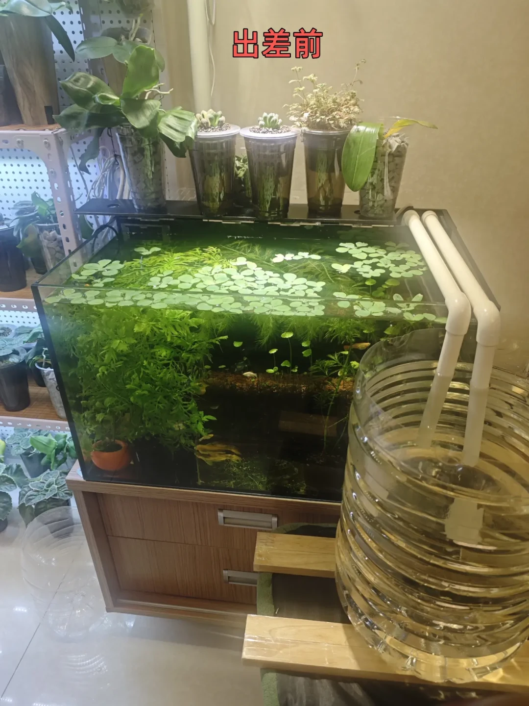 出差5天死6条鱼、缸水一天蒸发3升:高温出行季,缺的可能不是冷水机,而是补水器