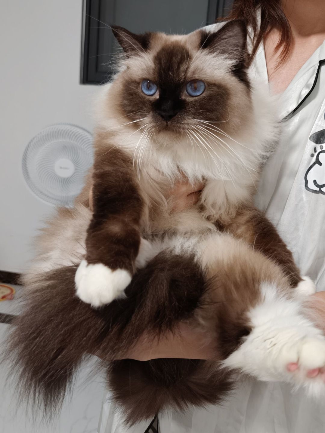捡到的流浪猫找不到领养,只能放归?我把放归的一条红线和四条路的账本整理出来了