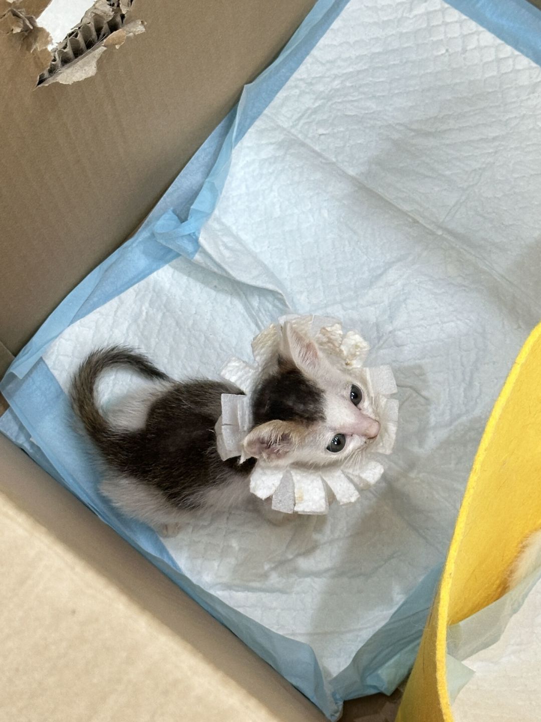 捡到的流浪猫找不到领养,只能放归?我把放归的一条红线和四条路的账本整理出来了