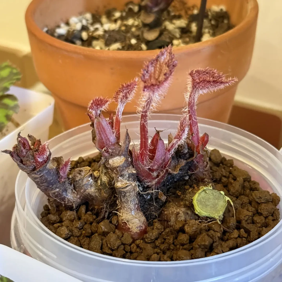 你的蟆叶秋海棠可能还有救:翻了20多篇度夏救治帖,整理出这份8月底自查表,顺手把秋天入手时机也定了