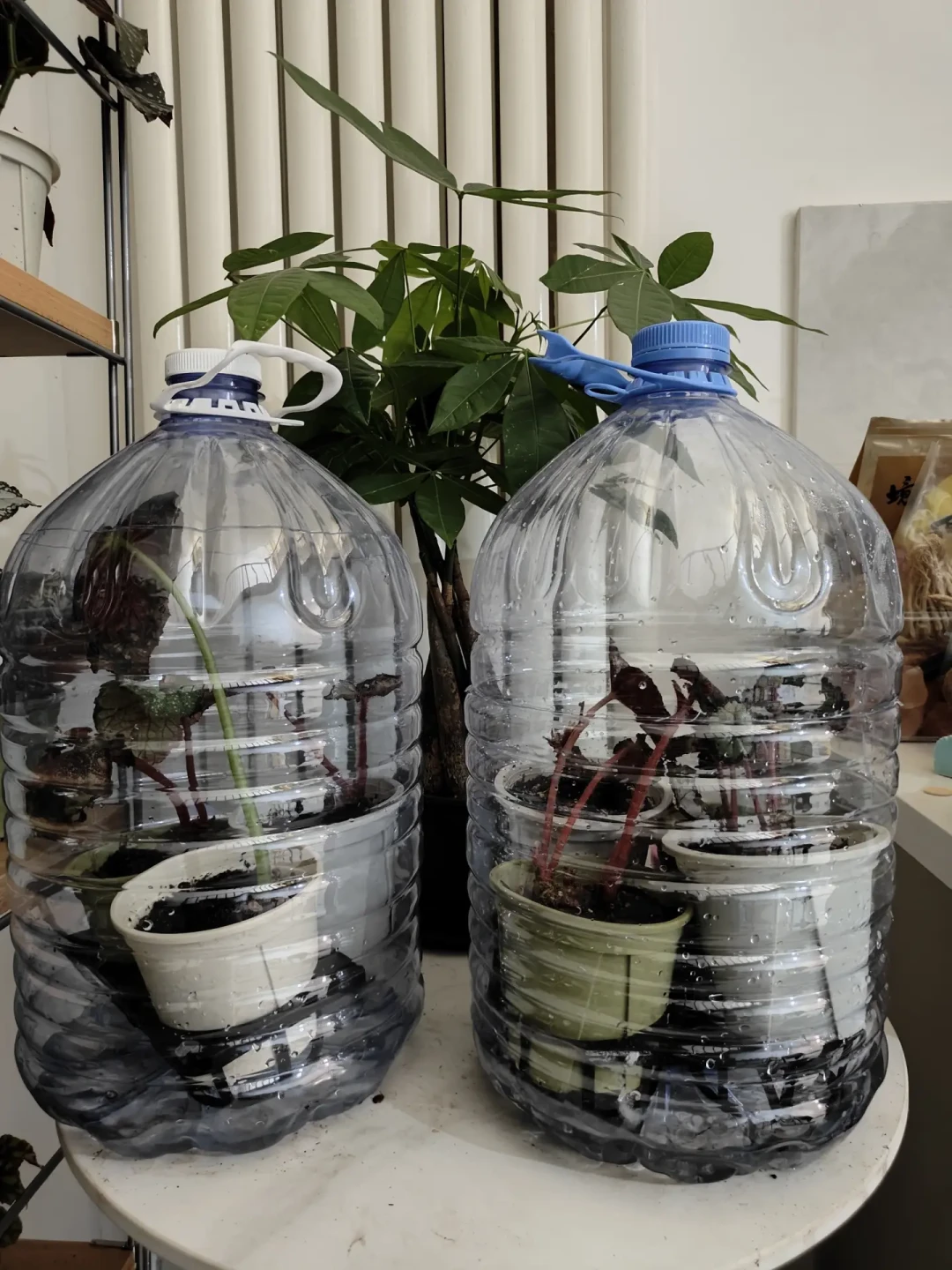 你的蟆叶秋海棠可能还有救:翻了20多篇度夏救治帖,整理出这份8月底自查表,顺手把秋天入手时机也定了